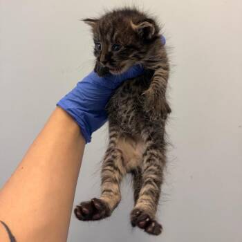 Tostito -  Domestic Short Hair Cat for Adoption in Philadelphia, Pennsylvania - Tostito | PetCurious