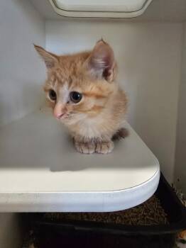 Rescue Domestic Short Hair Cats for Adoption in Ashland, Wisconsin - I3 Freddy | PetCurious