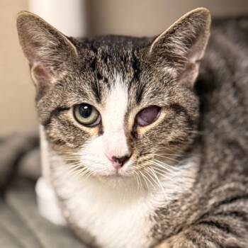 Rescue Domestic Short Hair Cats for Adoption in Cumming, Georgia - Jacob | PetCurious