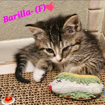 Barilla -  Domestic Short Hair Cat for Adoption in Westminster, California - Barilla | PetCurious