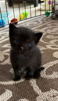 Poe -  Domestic Short Hair Cat Available for Adoption in Port St. Joe, Florida - Poe | PetCurious