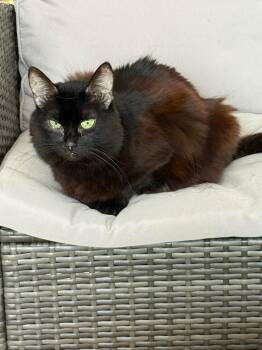 Rescue Domestic Medium Hair Cats for Adoption in Momence, Illinois - Luna | PetCurious