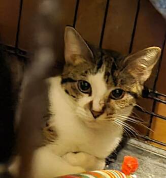 Domestic Short Hair Cats Available for Adoption - Dorothy | PetCurious