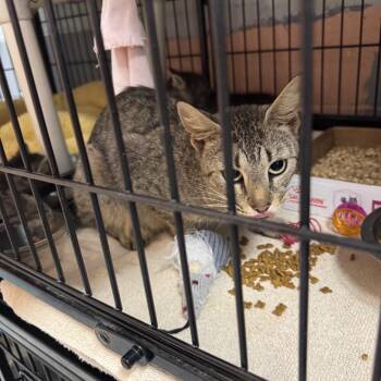 Mama Bee -  Domestic Short Hair Cat for Adoption in Columbus, North Carolina - Mama Bee | PetCurious