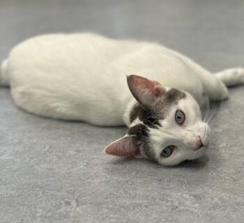 Domestic Short Hair and Siamese Cats Available for Adoption in Arlington, Vermont - Zorro | PetCurious