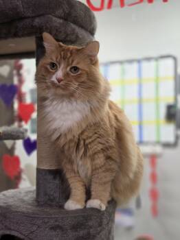 Domestic Medium Hair Cats Available for Adoption - Pitter | PetCurious