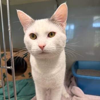 Potter -  Domestic Short Hair Cat for Adoption in Saint Charles, Missouri - Potter | PetCurious