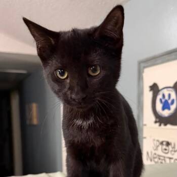 Frito -  Domestic Short Hair Cat for Adoption in Sequatchie, Tennessee - Frito | PetCurious