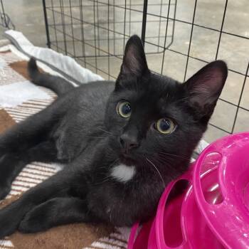Rescue Domestic Short Hair Cats for Adoption in Blairsville, Georgia - Cinder | PetCurious