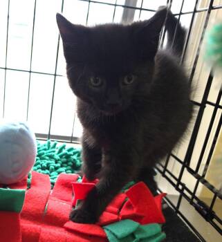 Bombay and Domestic Short Hair Cats Available for Adoption in Clarksville, Virginia - Furby | PetCurious