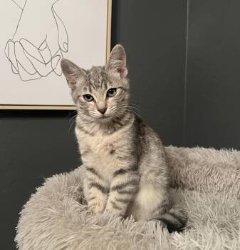 Tabby and Domestic Short Hair Cats Available for Adoption - Smoke Cloud | PetCurious