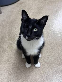 Mango -  Domestic Short Hair Cat for Adoption in Brick Township, New Jersey - Mango | PetCurious