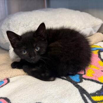 Bobbi -  Domestic Short Hair Cat for Adoption in Madisonville, Tennessee - Bobbi | PetCurious