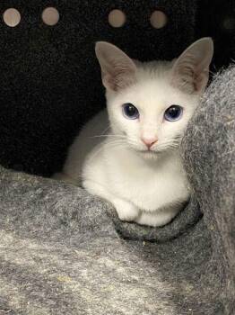 Yuki -  Domestic Short Hair Cat for Adoption in Daytona Beach, Florida - Yuki | PetCurious