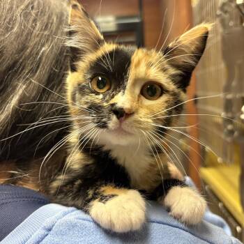 Domestic Short Hair Cats Available for Adoption in Sonora, California - Loretta | PetCurious