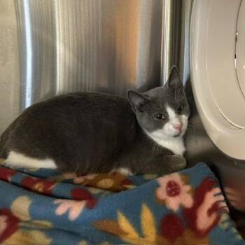 Bingo -  Domestic Short Hair Cat for Adoption in Knoxville, Tennessee - Bingo | PetCurious