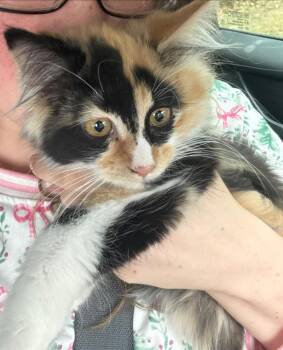 Calico and Domestic Long Hair Cats Available for Adoption - Sassy | PetCurious