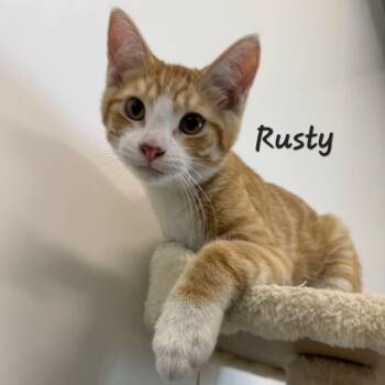 Rusty -  Domestic Short Hair Cat for Adoption in Rushville, Illinois - Rusty | PetCurious