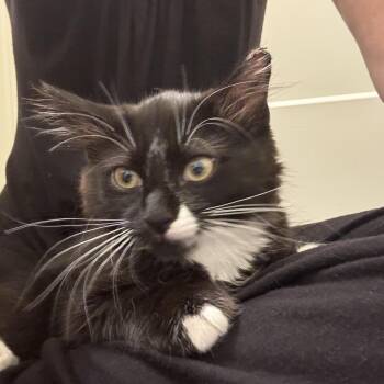 Mickey (& Minnie & Donald) -  Domestic Medium Hair Cat for Adoption in Mount Laurel Township, New Jersey - Mickey (& Minnie & Donald) | PetCurious