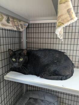 Linus -  Domestic Short Hair Cat for Adoption in Oconto, Wisconsin - Linus | PetCurious