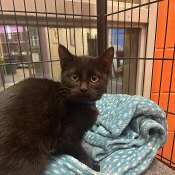 Tobii -  Domestic Short Hair Cat for Adoption in Montgomery, Alabama - Tobii | PetCurious