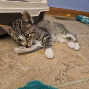 Rescue Domestic Long Hair Cats for Adoption in Spring Hill, Kansas - Snuggles | PetCurious