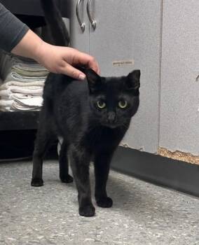 Domestic Short Hair Cats Available for Adoption - Sasha | PetCurious