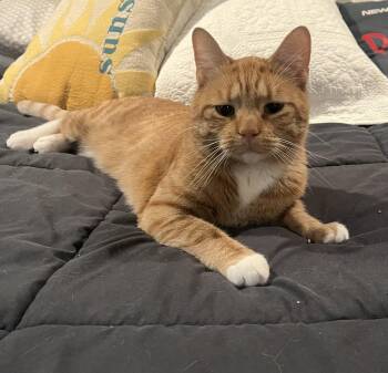 Otis -  Domestic Short Hair Cat for Adoption in Manchester, Connecticut - Otis | PetCurious