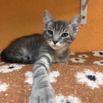 Nutmeg -  Domestic Short Hair Cat Available for Adoption in Fresno, California - Nutmeg | PetCurious