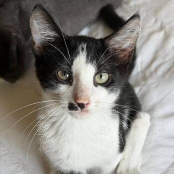 Allan -  American Shorthair Cat for Adoption in Mount Vernon, Arkansas - Allan | PetCurious