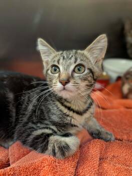 Margarine -  Domestic Short Hair Cat for Adoption in Chambersburg, Pennsylvania - Margarine | PetCurious