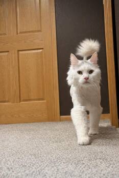 Domestic Long Hair Cats Available for Adoption - Sammy | PetCurious