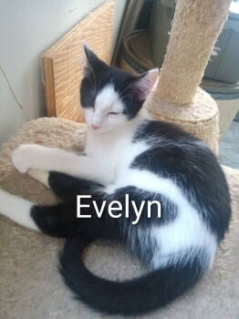 Rescue Domestic Short Hair Cats for Adoption in Naugatuck, Connecticut - Evelyn | PetCurious