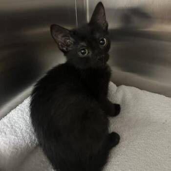 Stormfly -  Domestic Short Hair Cat for Adoption in Clearwater, Florida - Stormfly | PetCurious