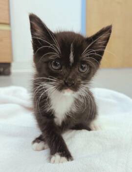 Soy -  Domestic Short Hair Cat for Adoption in Hartsville, South Carolina - Soy | PetCurious