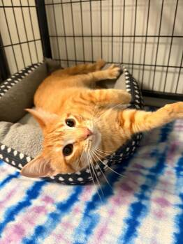 Esmeralda (Esme) -  Domestic Short Hair Cat for Adoption in Lock Haven, Pennsylvania - Esmeralda (Esme) | PetCurious