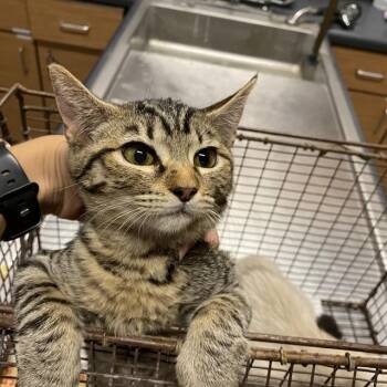 MOCHI -  Domestic Short Hair Cat for Adoption in Modesto, California - MOCHI | PetCurious
