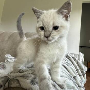 Stormy -  Siamese Cat for Adoption in Potomac, Maryland - Stormy | PetCurious