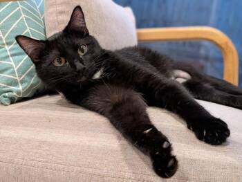 Domestic Short Hair Cats Available for Adoption - Cassie | PetCurious