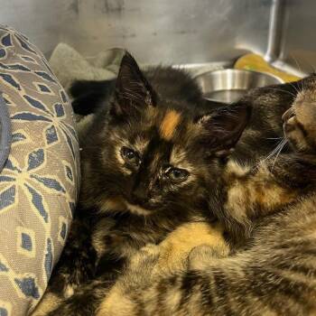 Polina -  Domestic Short Hair Cat for Adoption in Houston, Texas - Polina | PetCurious