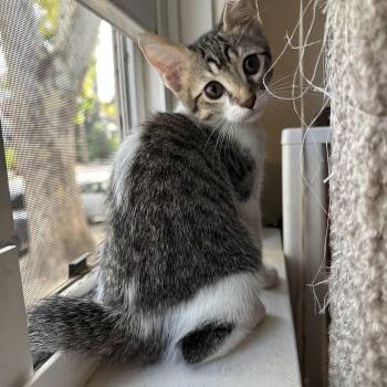 Bella -  Domestic Short Hair Cat for Adoption in Davis, California - Bella | PetCurious