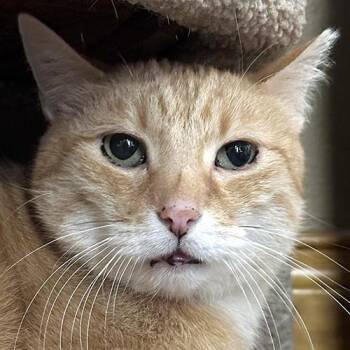 Domestic Short Hair Cats Available for Adoption in Crystal Lake, Illinois - Ginger | PetCurious