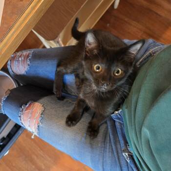 Roberta -  American Shorthair Cat for Adoption in Beloit, Ohio - Roberta | PetCurious