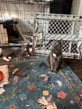 Onyx -  Domestic Short Hair Cat for Adoption - Onyx | PetCurious