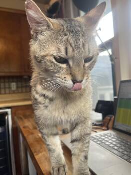 Rocky B -  Domestic Short Hair Cat for Adoption in Albany, New York - Rocky B | PetCurious