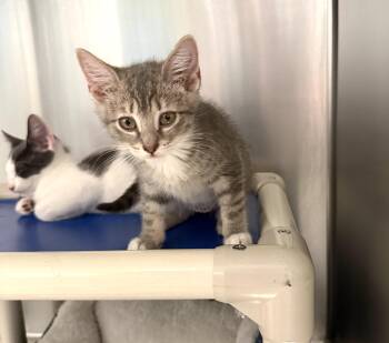 Sally -  Domestic Short Hair Cat for Adoption in Wantagh, New York - Sally | PetCurious