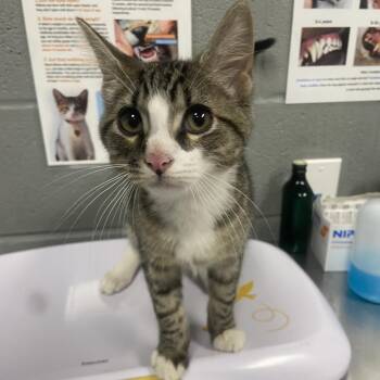 Loki -  Domestic Short Hair Cat for Adoption in Allentown, Pennsylvania - Loki | PetCurious