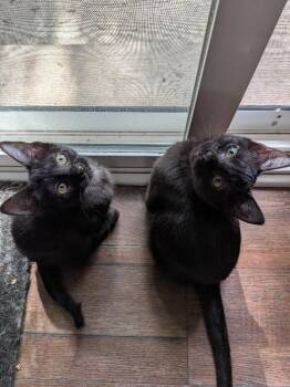 Dr. Daniel Jackson -  Domestic Short Hair Cat for Adoption in Fort Collins, Colorado - Dr. Daniel Jackson | PetCurious