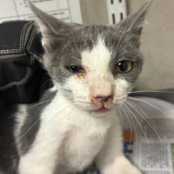 Alphonse -  Domestic Short Hair Cat for Adoption in Yuma, Arizona - Alphonse | PetCurious