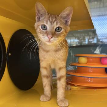 Spur -  Domestic Short Hair Cat for Adoption in Abilene, Texas - Spur | PetCurious